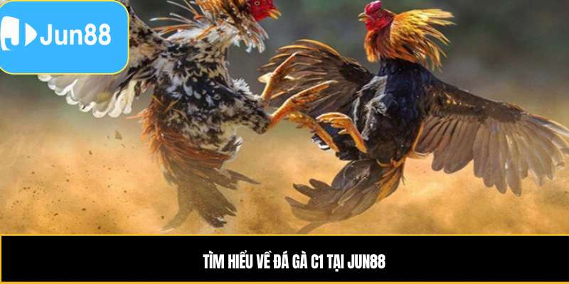 Tìm hiểu về đá gà c1 tại Jun88
