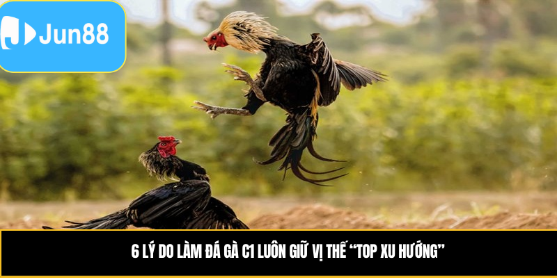 6 lý do làm đá gà c1 luôn giữ vị thế “top xu hướng”