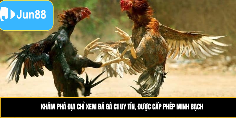 Khám phá địa chỉ xem đá gà c1 uy tín, được cấp phép minh bạch