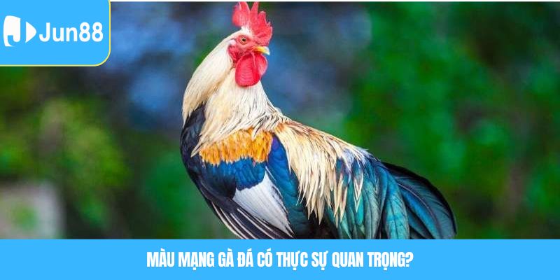 Màu mạng gà đá có thực sự quan trọng?