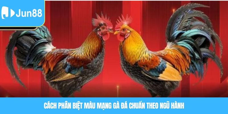 Cách phân biệt Màu mạng gà đá chuẩn theo ngũ hành