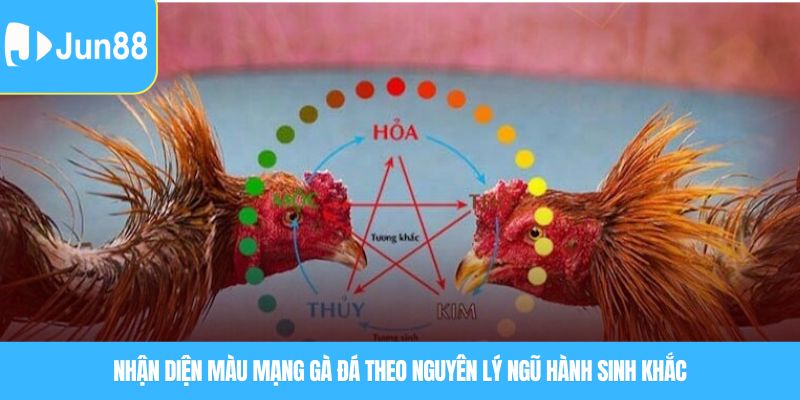 Nhận diện Màu mạng gà đá theo nguyên lý ngũ hành sinh khắc